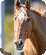 タイキシャトル