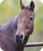 ナイスネイチャ