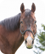 メイショウサムソン