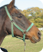 ニッポーテイオー